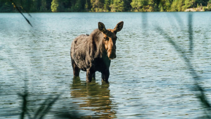 Elch im Isle Royale Nationalpark