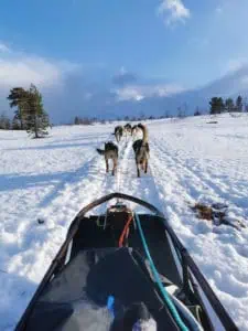 Mit dem Hundeschlitten unterwegs