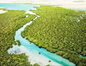 Mangroven in Katar