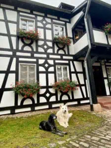 Hunde im Hotel