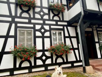 Hunde im Hotel