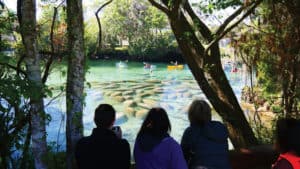 Manatee Viewing