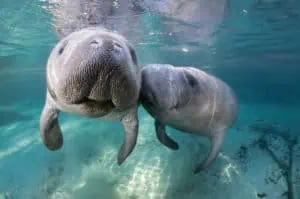Manatees