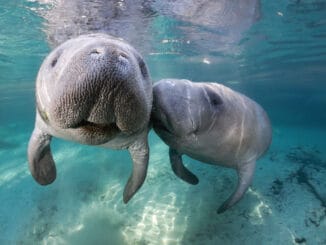 Manatees