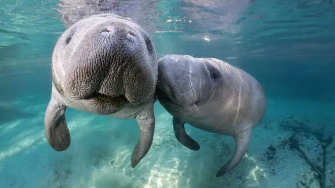Manatees