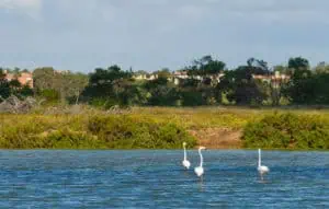 Ria Formosa