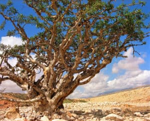 Weihrauch Baum ©Ministry of Heritage Tourism Sultanate of Oman