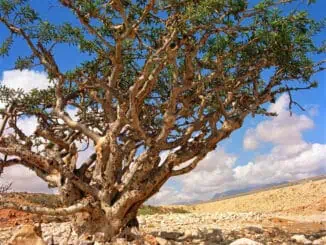 Weihrauch Baum ©Ministry of Heritage Tourism Sultanate of Oman