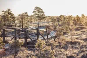 Great-Kemeri-Bog-Boardwalk-©Jurmala-City-Council