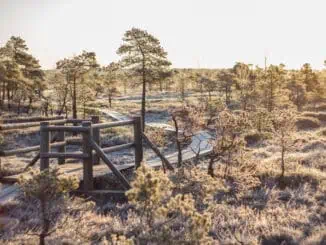 Great Kemeri Bog Boardwalk ©Jurmala City Council