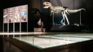 Dinosaurier Museum