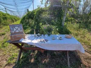 Im Kiwifeld Marchland ©DetlefDuering