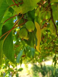 Kiwis