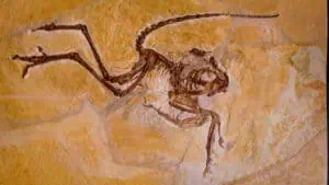 Museum Solnhofen Archaeopteryx © Naturpark Altmuehltal