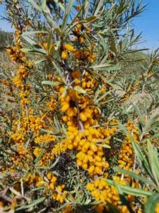 Sanddorn im Marchland ©DetlefDuering