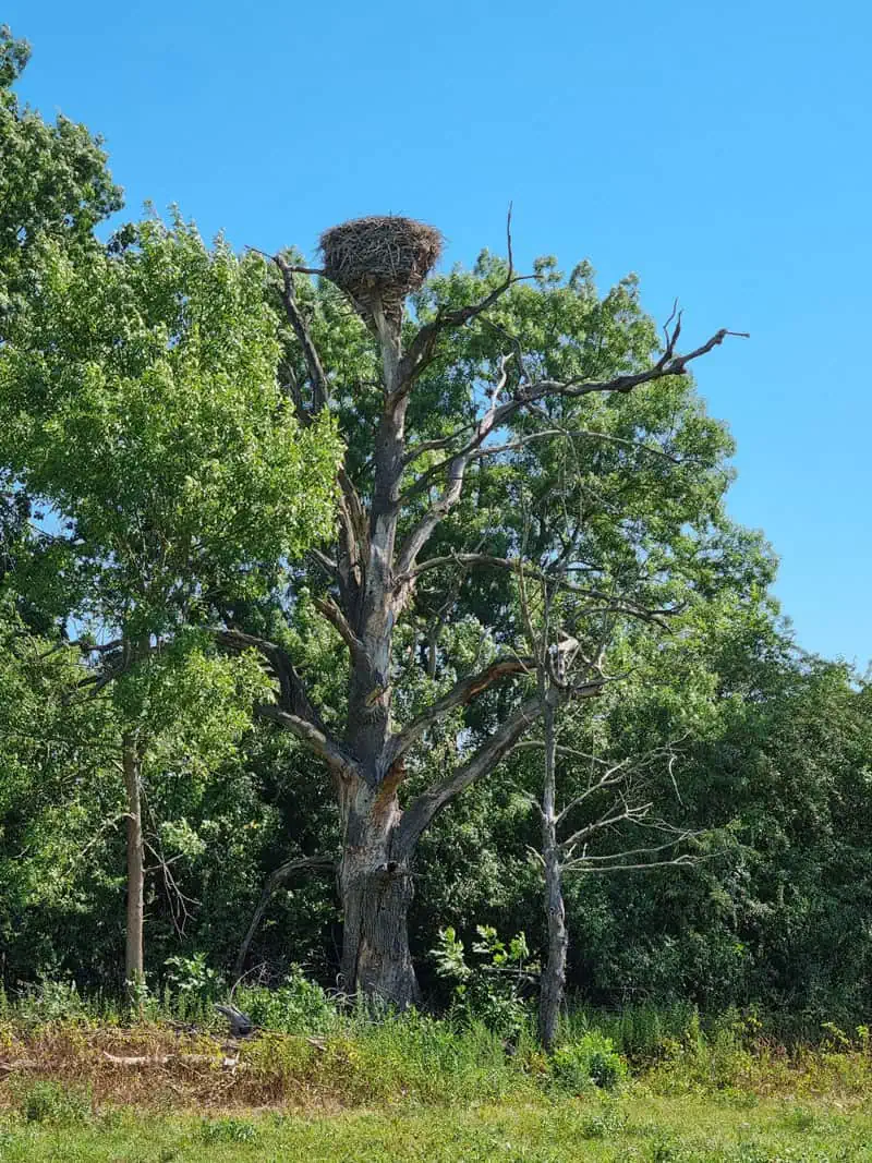 Storchennest