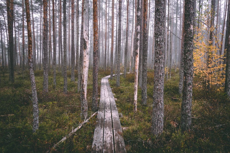 Cenas tirela purva taka Lettland ©Gatis Vilaks