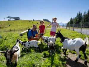 Streichelzoo am Markbachjoch © Bergbahnen Wildschoenau Dabernig