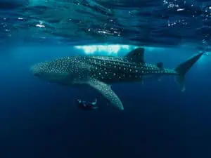 Walhai-©Visit-Maldives