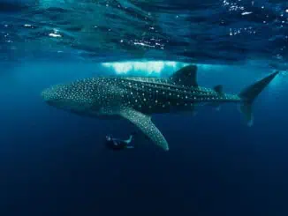 Walhai ©Visit Maldives