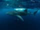 Walhai ©Visit Maldives