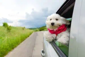 Autourlaub-mit-Hund-©Getty-Images-FTI