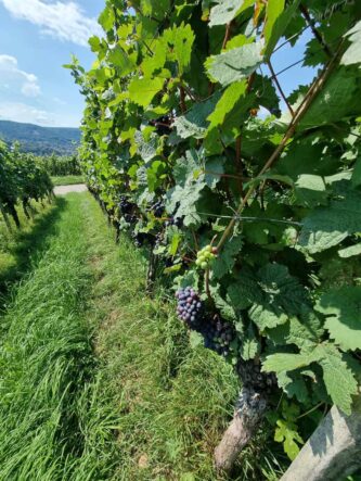 Churfranken-©Detlef-Duering-095 Churfranken ©Detlef Duering 095