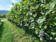 Churfranken-©Detlef-Duering-096 Churfranken ©Detlef Duering 096