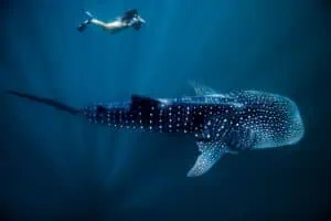 120622 19 Swimming Whale Shark Rhincodon typus Ningaloo Marine Park cTourism Western Australia