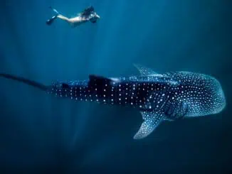 120622 19 Swimming Whale Shark Rhincodon typus Ningaloo Marine Park cTourism Western Australia