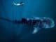 120622 19 Swimming Whale Shark Rhincodon typus Ningaloo Marine Park cTourism Western Australia