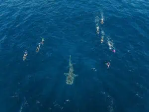 126434 56 Exmouth Dive Whalesharks Ningaloo cTourism Western Australia