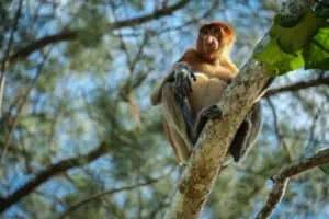 Malaysia Sarawak Proboscis