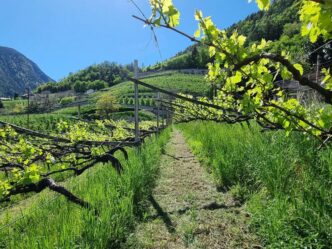 Greiterhof bei Lana ©Detlef Duering 23
