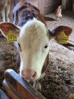 Oberhausgut-Ultental-©Detlef-Düring-12 Oberhausgut Ultental ©Detlef Duering 12