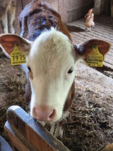 Oberhausgut-Ultental-©Detlef-Düring-12 Oberhausgut Ultental ©Detlef Duering 12