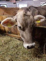 Oberhausgut-Ultental-©Detlef-Düring-42 Oberhausgut Ultental ©Detlef Duering 42