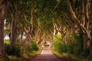 Tourism Ireland Dark Hedges Allee © Adobe Stock