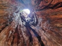 Urlärchen-Ultental-©Detlef-Düring-01 Urlaerchen Ultental ©Detlef Duering 01