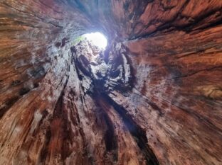 Urlärchen-Ultental-©Detlef-Düring-01 Urlaerchen Ultental ©Detlef Duering 01