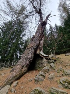 Urlärchen-Ultental-©Detlef-Düring-03 Urlaerchen Ultental ©Detlef Duering 03