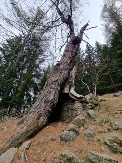 Urlärchen-Ultental-©Detlef-Düring-03 Urlaerchen Ultental ©Detlef Duering 03