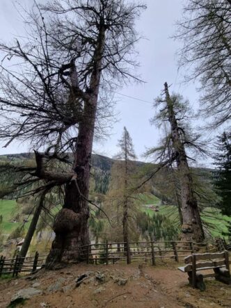 Urlärchen-Ultental-©Detlef-Düring-04 Urlaerchen Ultental ©Detlef Duering 04