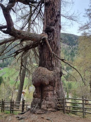 Urlärchen-Ultental-©Detlef-Düring-05 Urlaerchen Ultental ©Detlef Duering 05