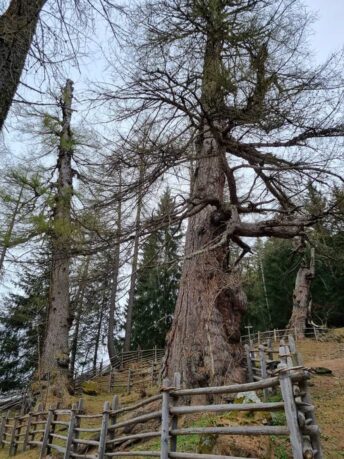 Urlärchen-Ultental-©Detlef-Düring-09 Urlaerchen Ultental ©Detlef Duering 09
