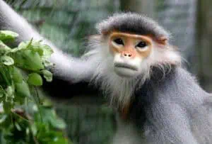 Langure im Cuc Phuong Nationalpark Vietnam @Endangered Primate Rescue Center