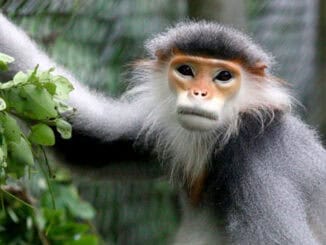 Langure im Cuc Phuong Nationalpark Vietnam @Endangered Primate Rescue Center