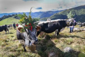 Transhumance 09.2017 © Quentin GACHON ADT 8