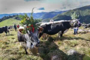Transhumance 09.2017 © Quentin GACHON ADT 8