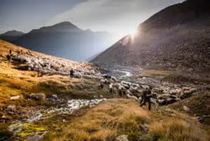 Transhumanz-©Ötztal-Tourismus-Gudrun-Muschalla